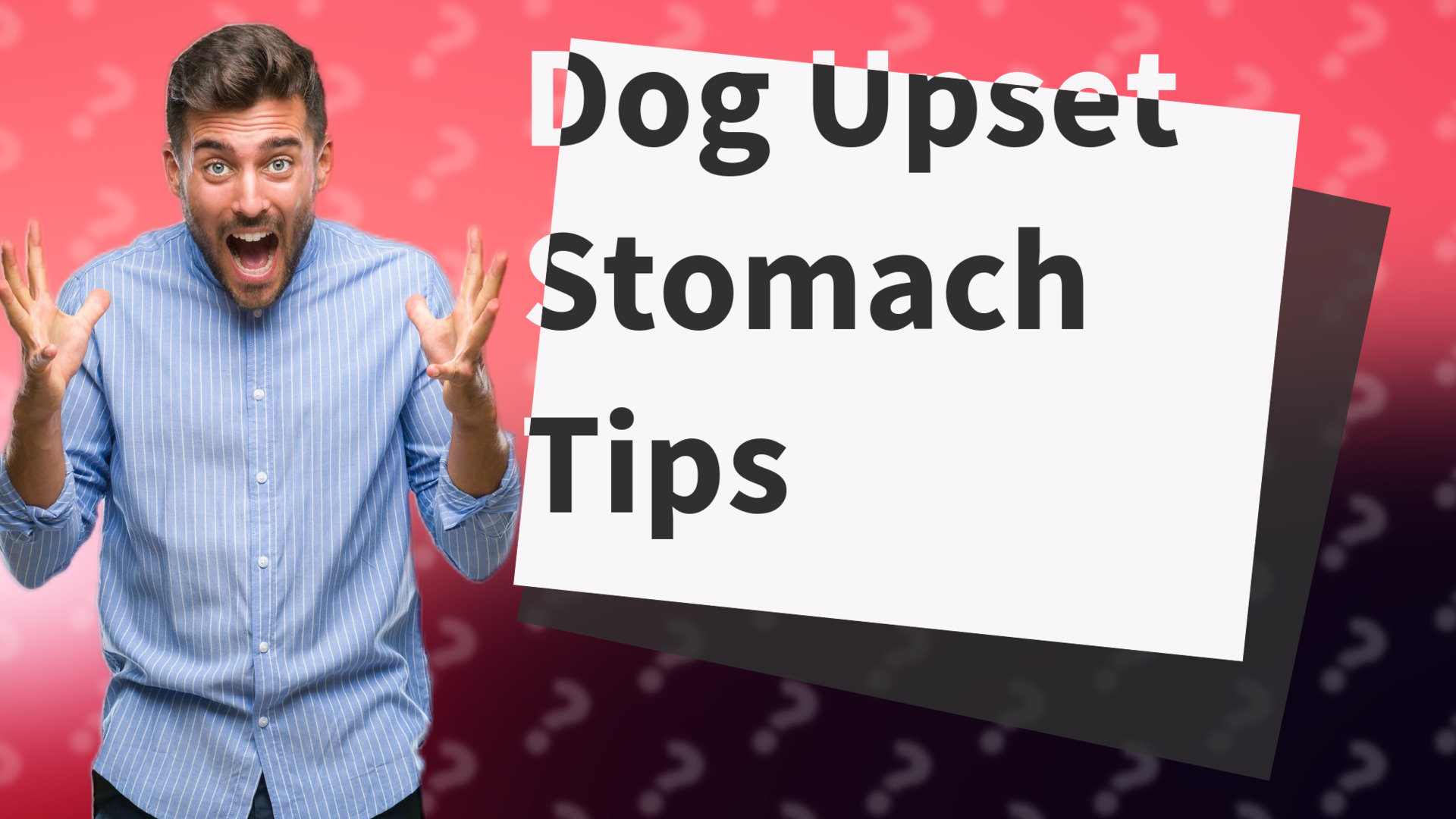 Dog Upset Stomach Tips