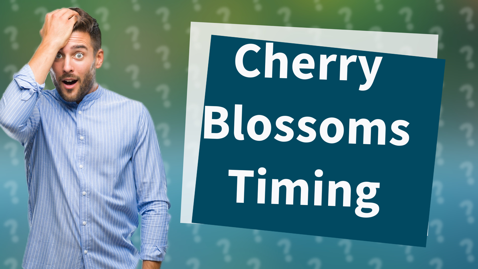 Cherry Blossoms Timing