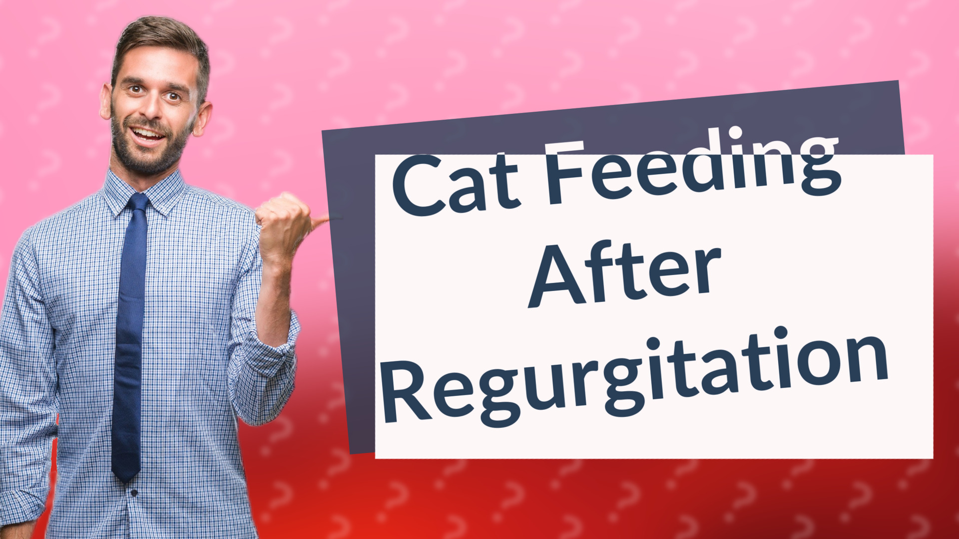 Cat Feeding After Regurgitation