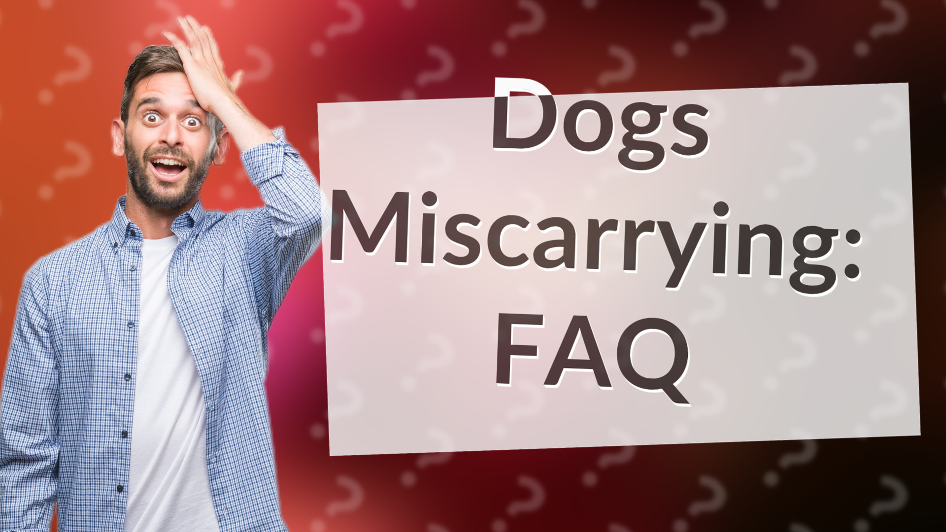 Dogs Miscarrying: FAQ