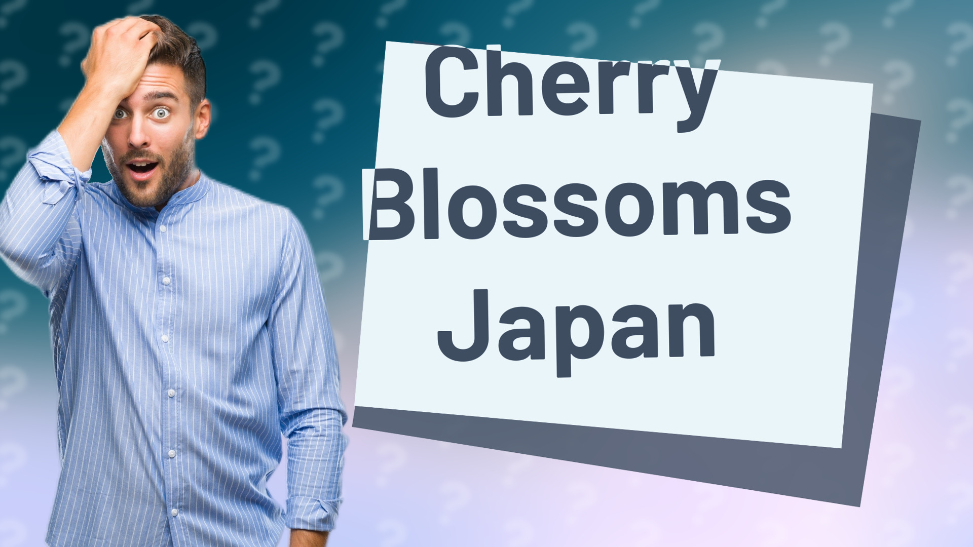 Cherry Blossoms Japan