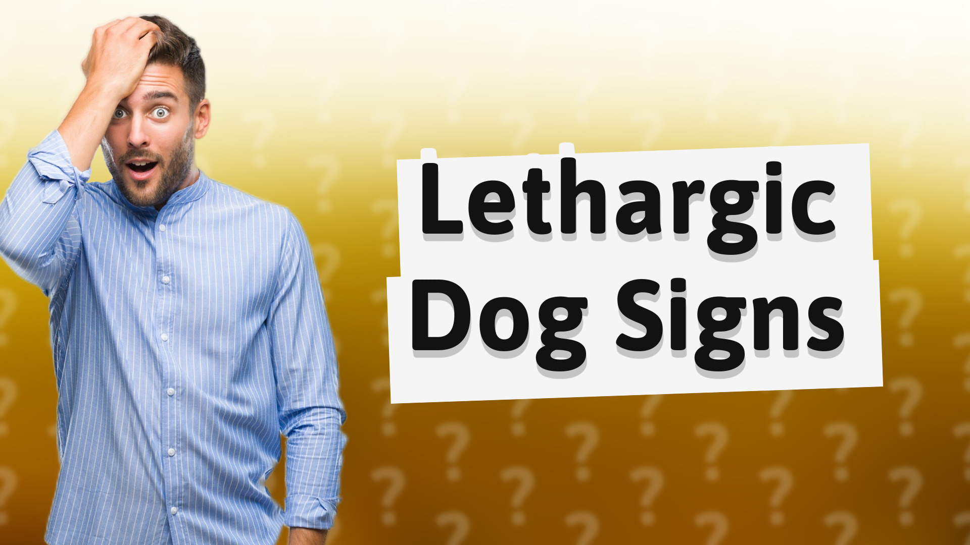 Lethargic Dog Signs