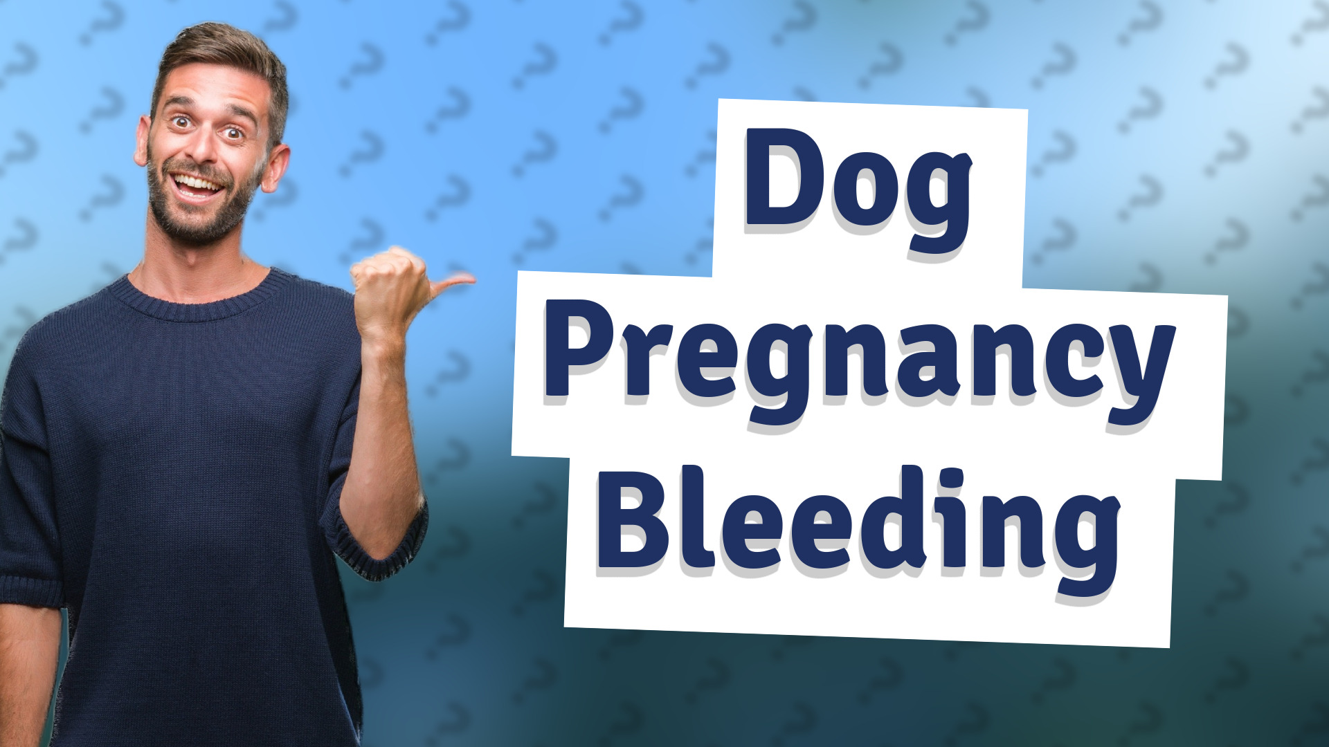Dog Pregnancy Bleeding