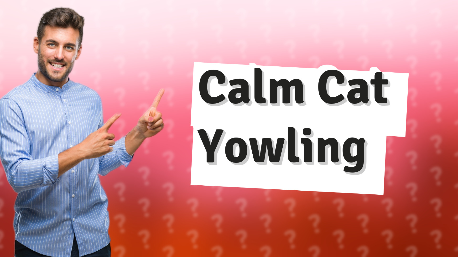 Calm Cat Yowling