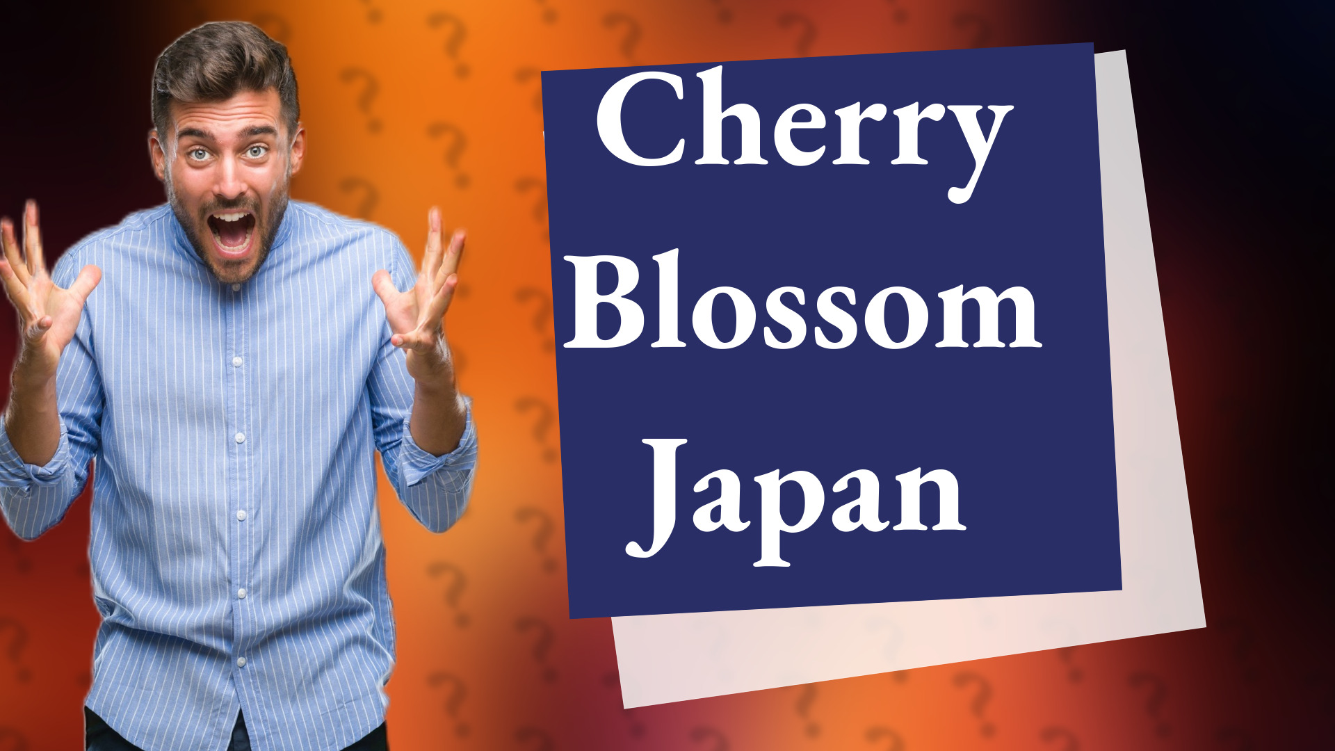 Cherry Blossom Japan