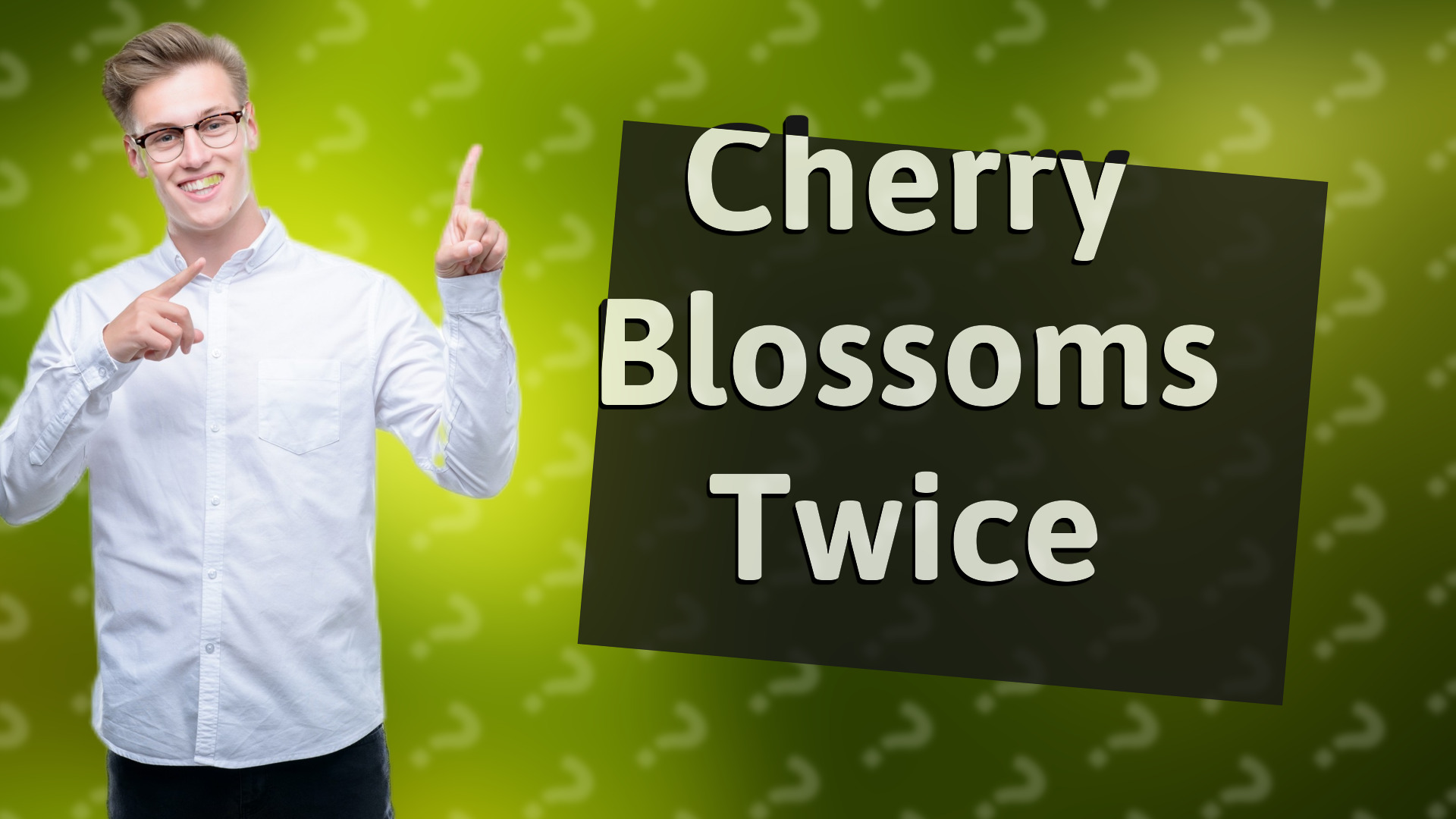 Cherry Blossoms Twice