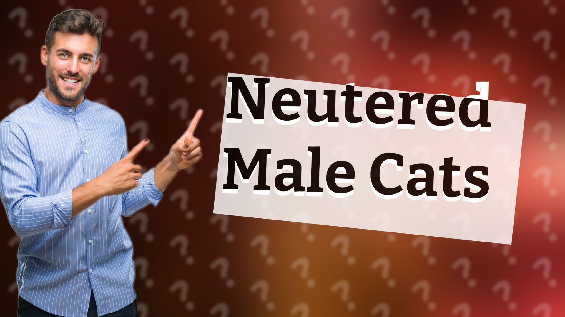Neutered Male Cats