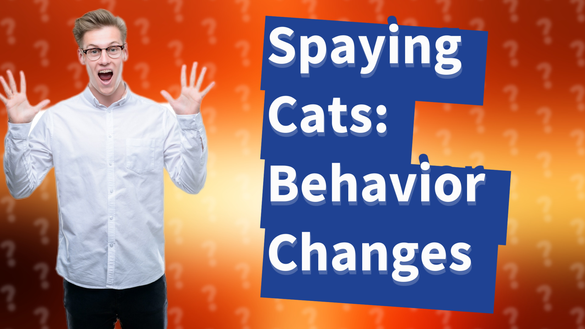 Spaying Cats: Behavior Changes
