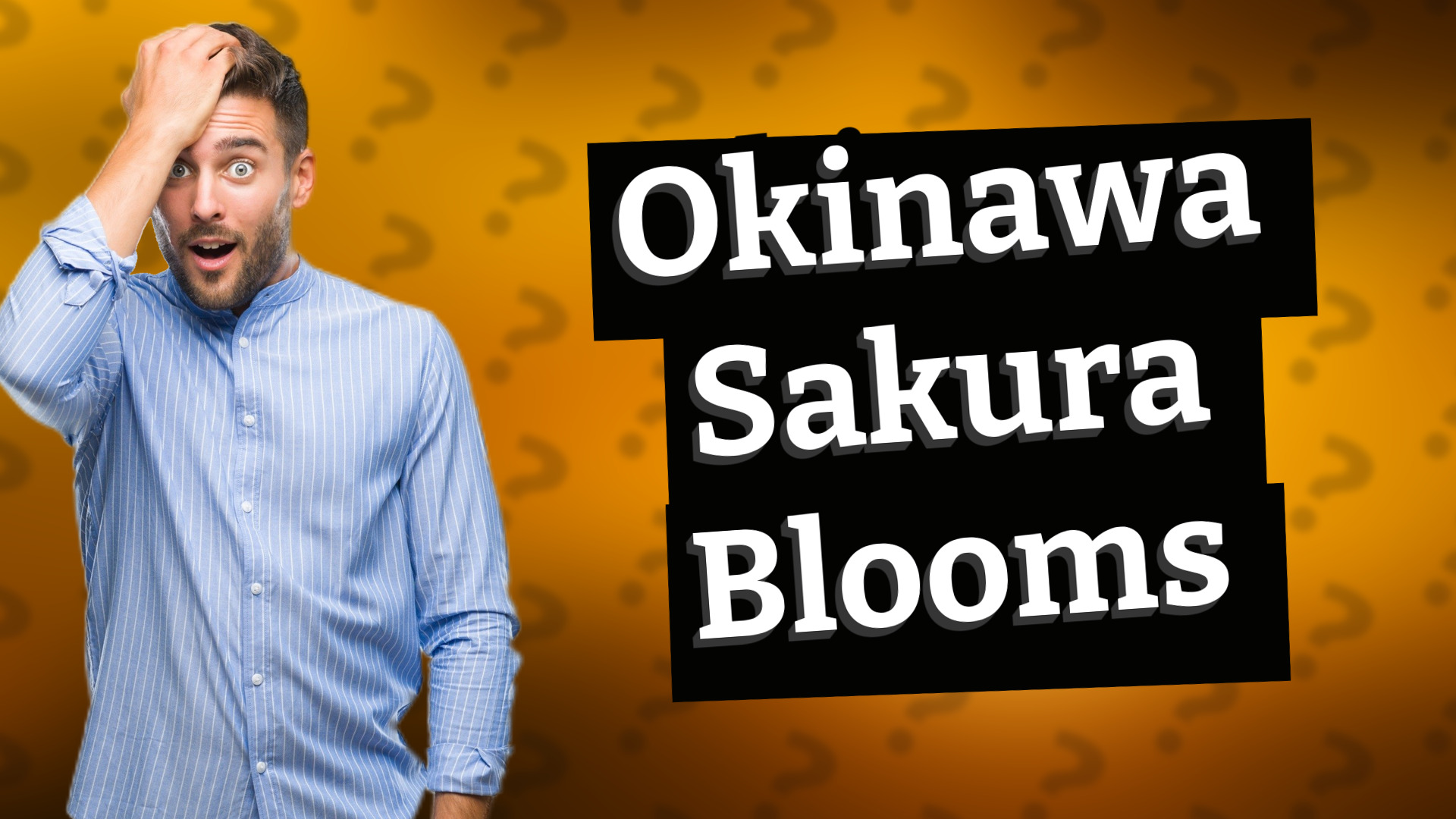 Okinawa Sakura Blooms