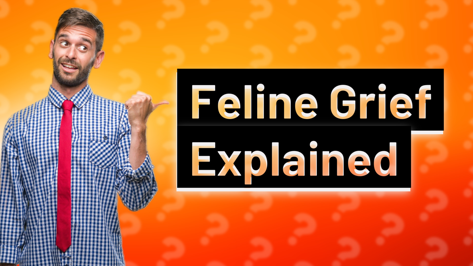 Feline Grief Explained