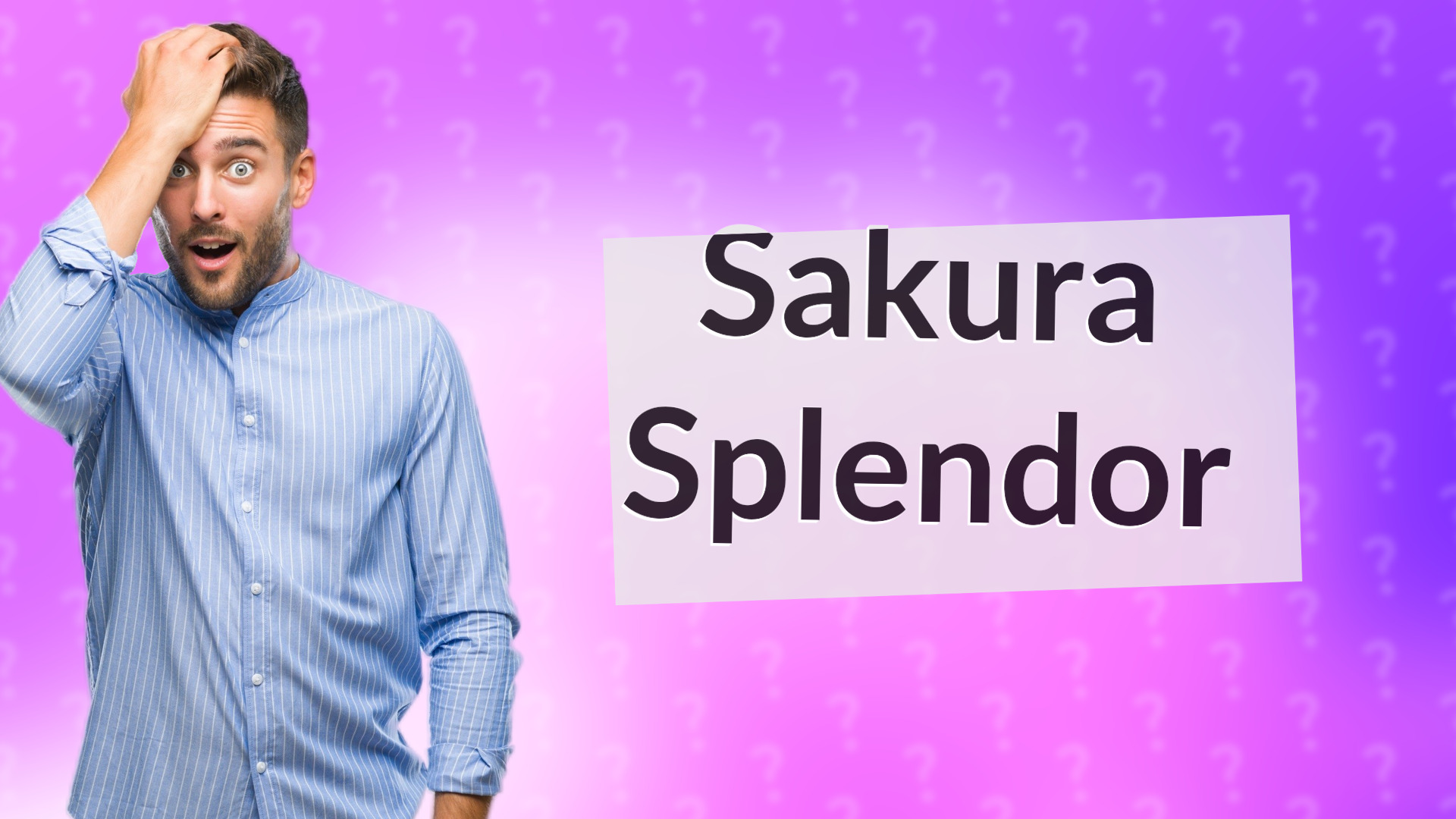 Sakura Splendor