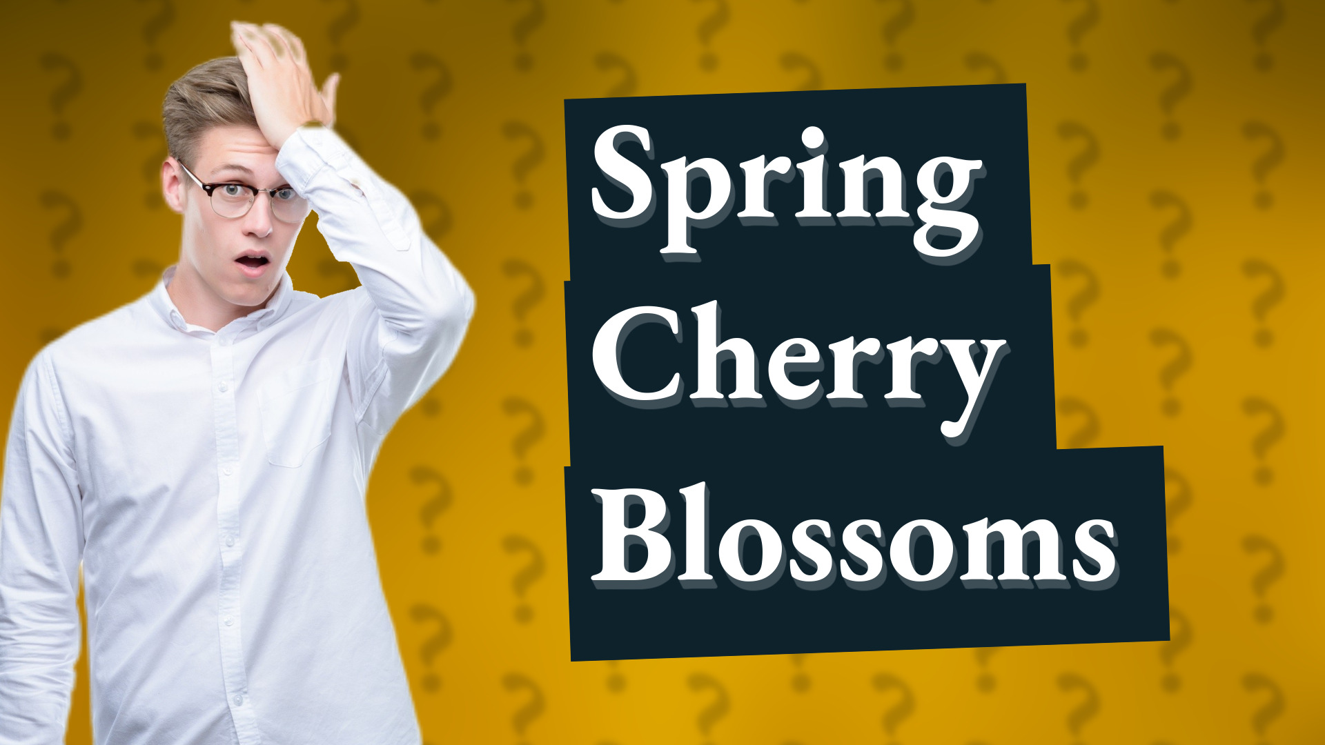 Spring Cherry Blossoms