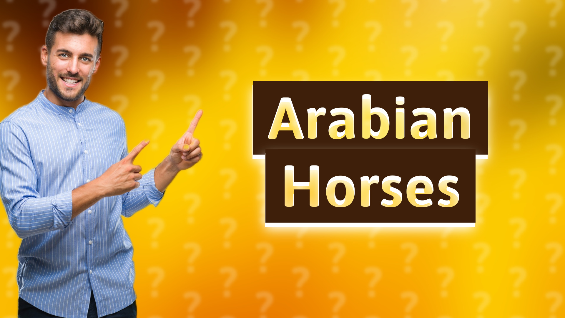Arabian Horses