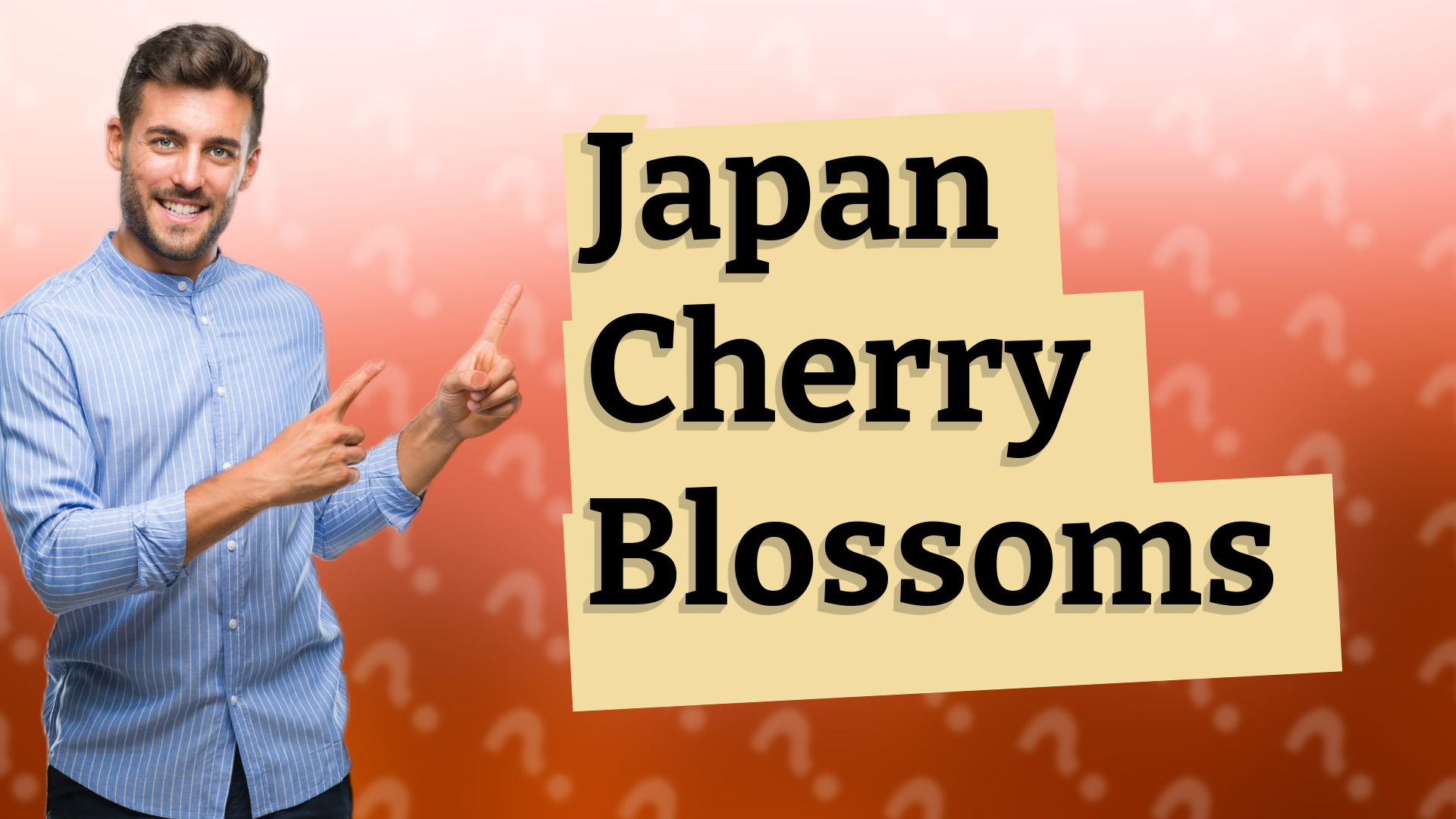 Japan Cherry Blossoms