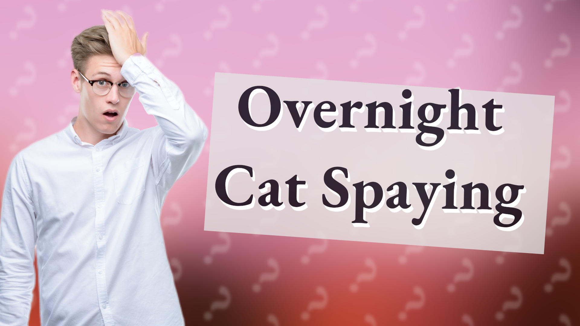 Overnight Cat Spaying
