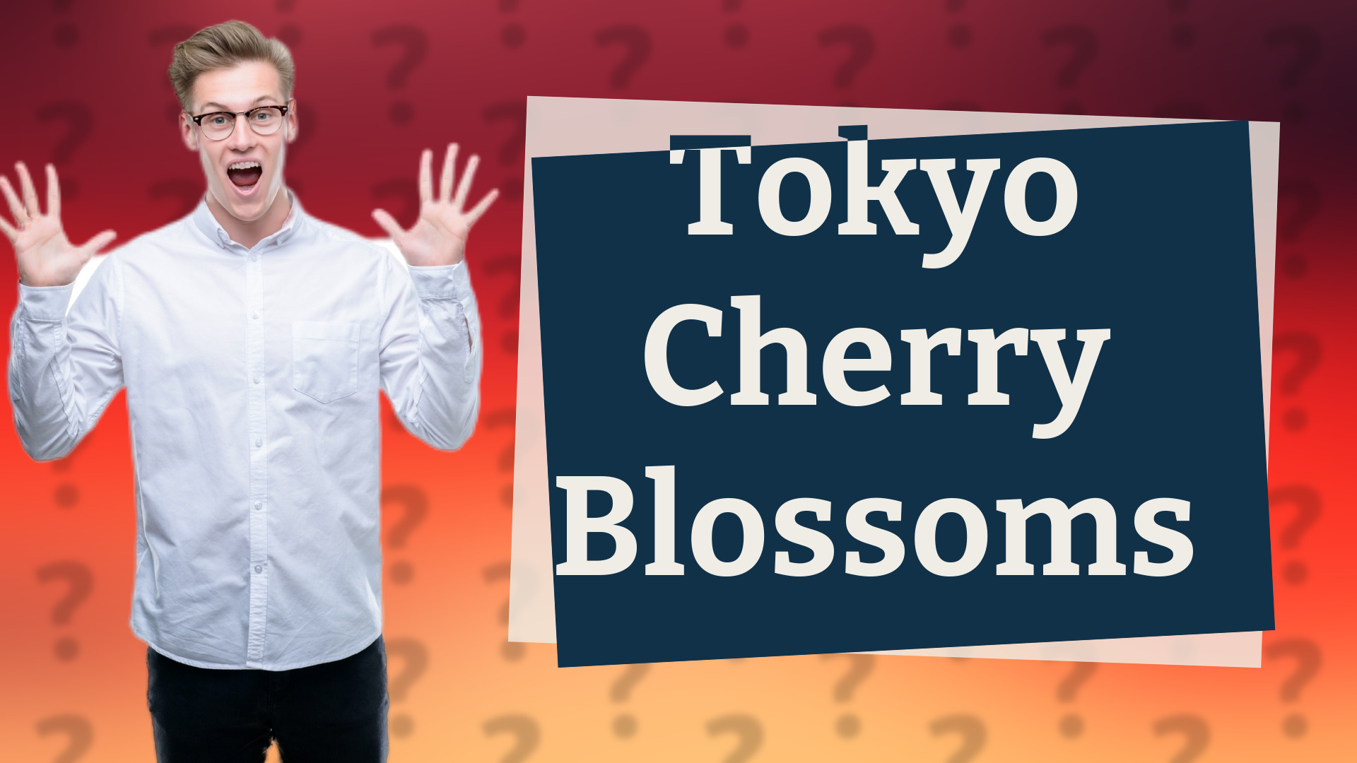Tokyo Cherry Blossoms