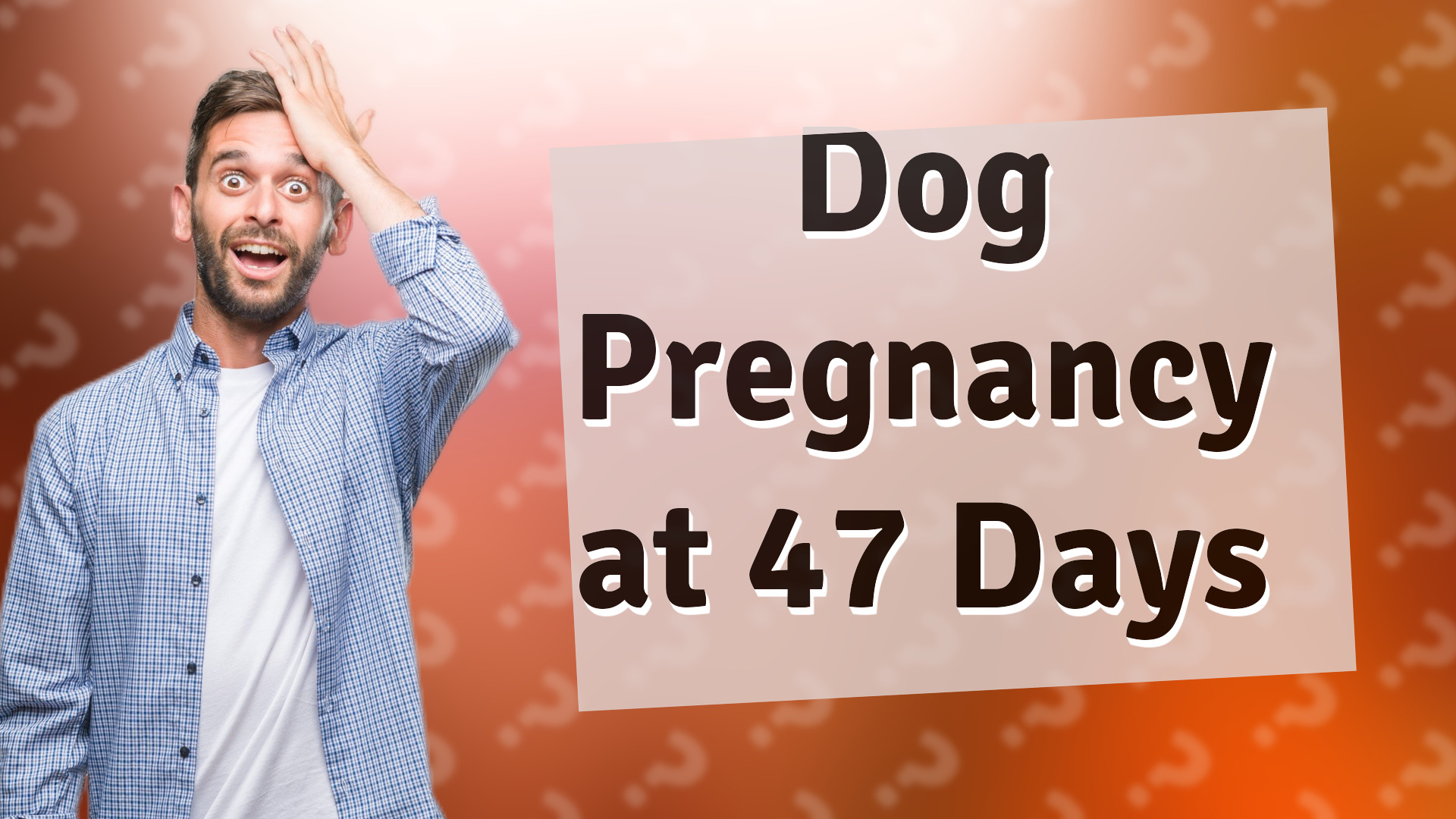 Dog Pregnancy at 47 Days