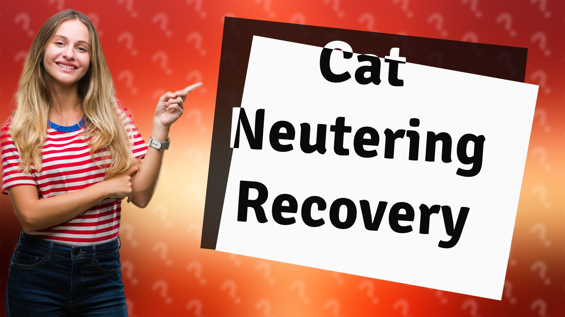 Cat Neutering Recovery