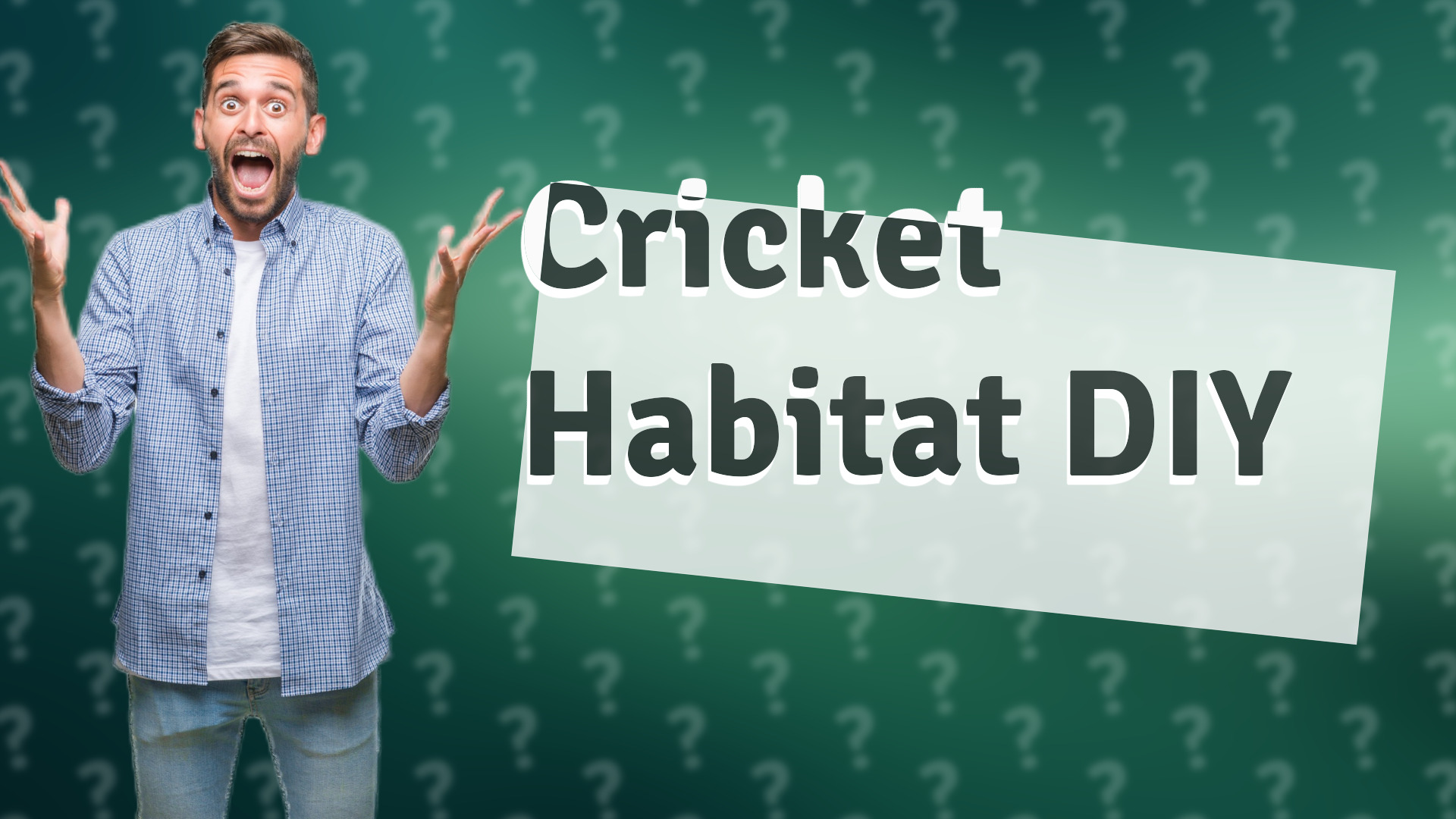 Cricket Habitat DIY