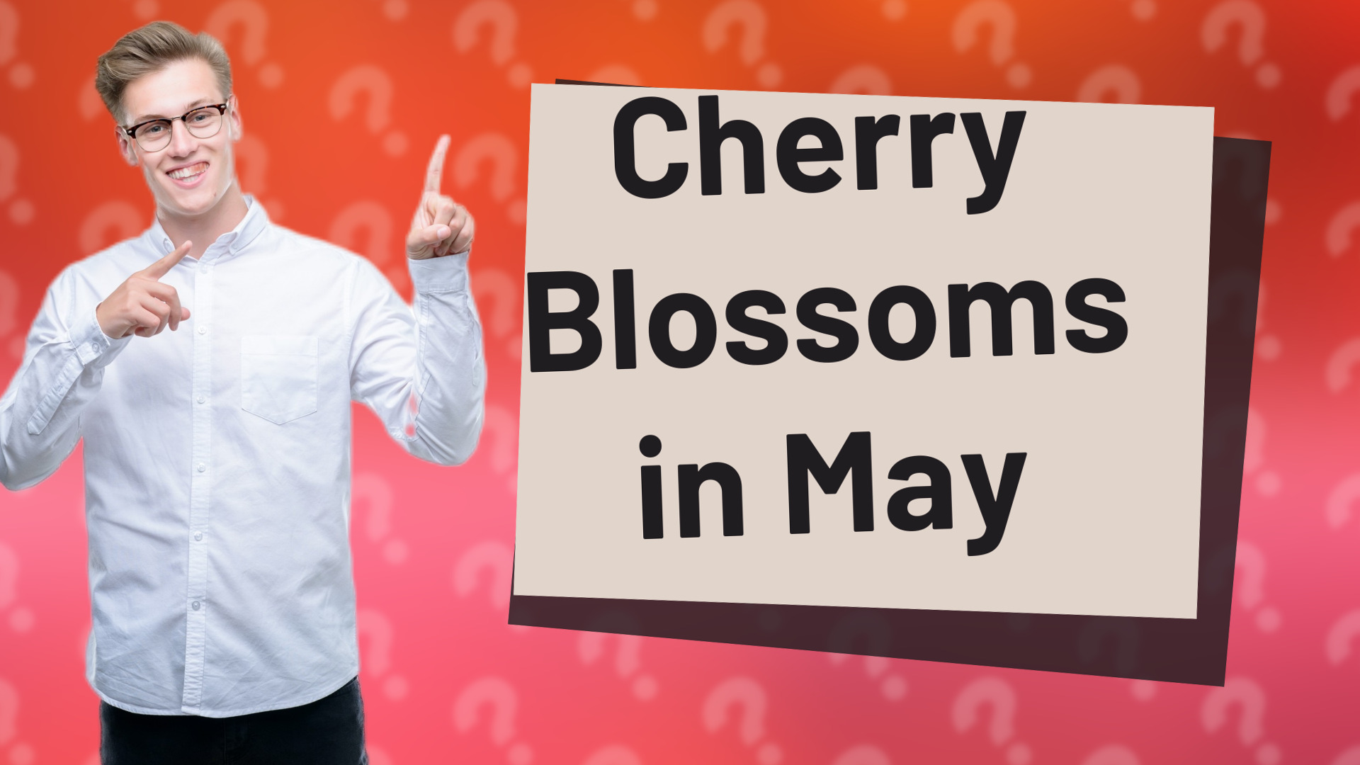 Cherry Blossoms in May