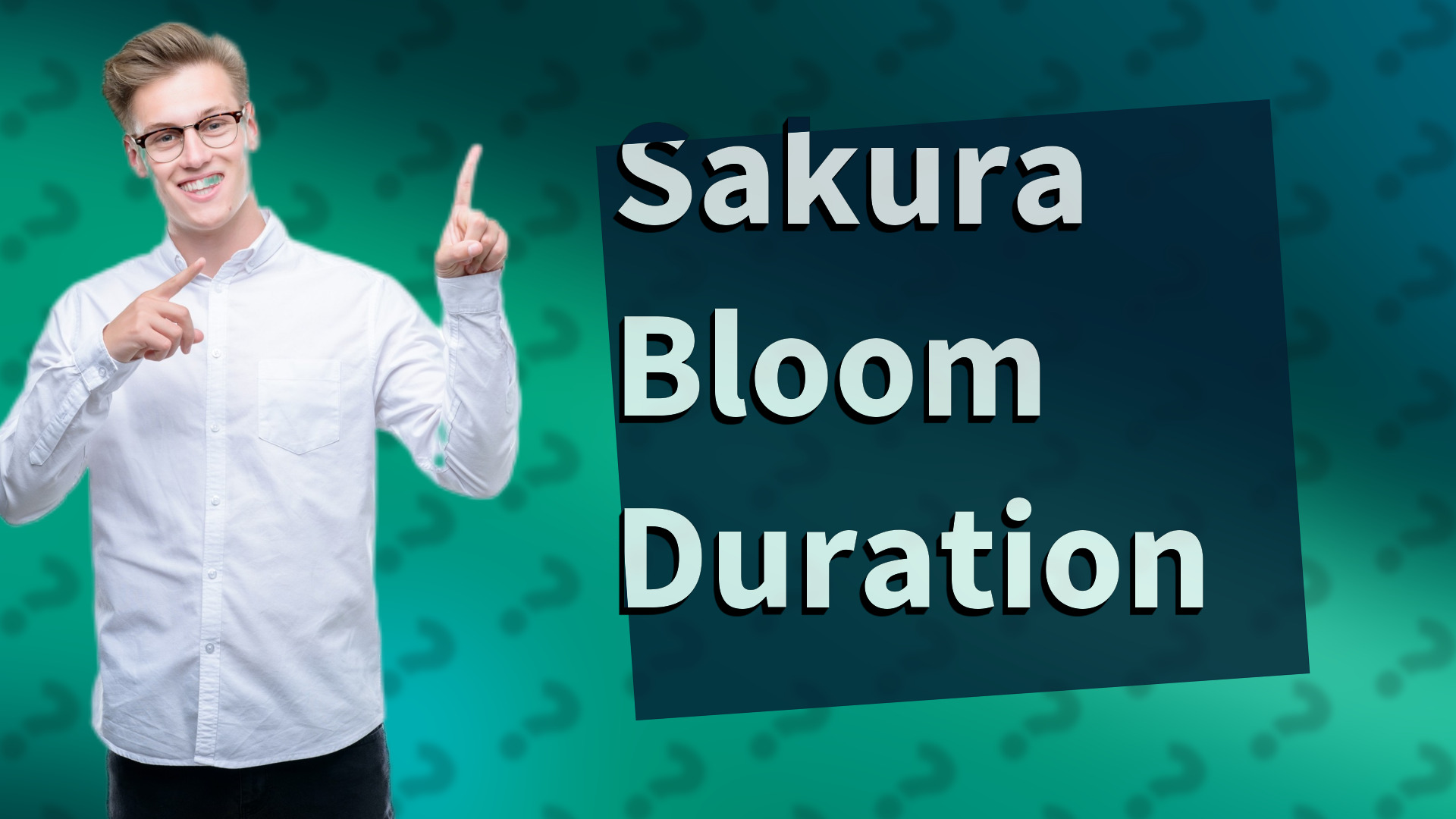Sakura Bloom Duration