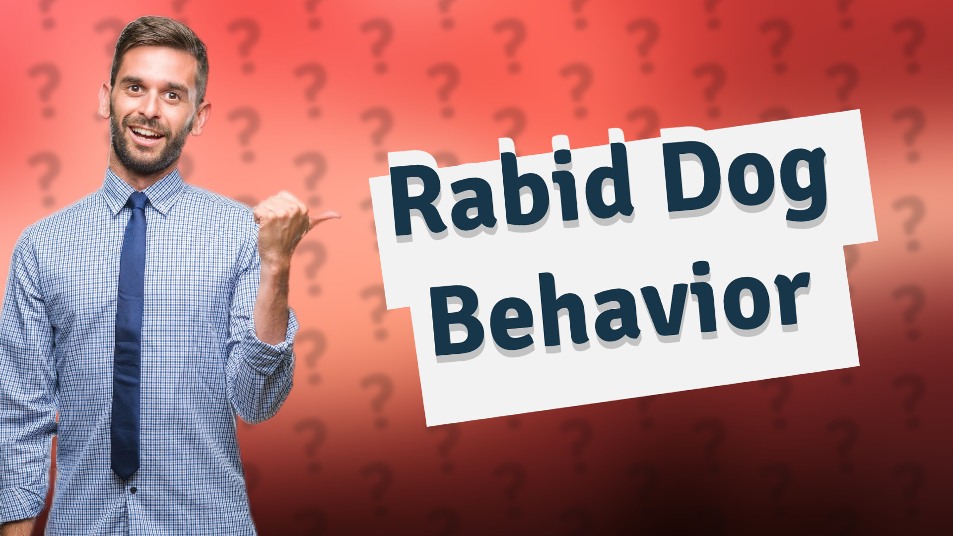 Rabid Dog Behavior
