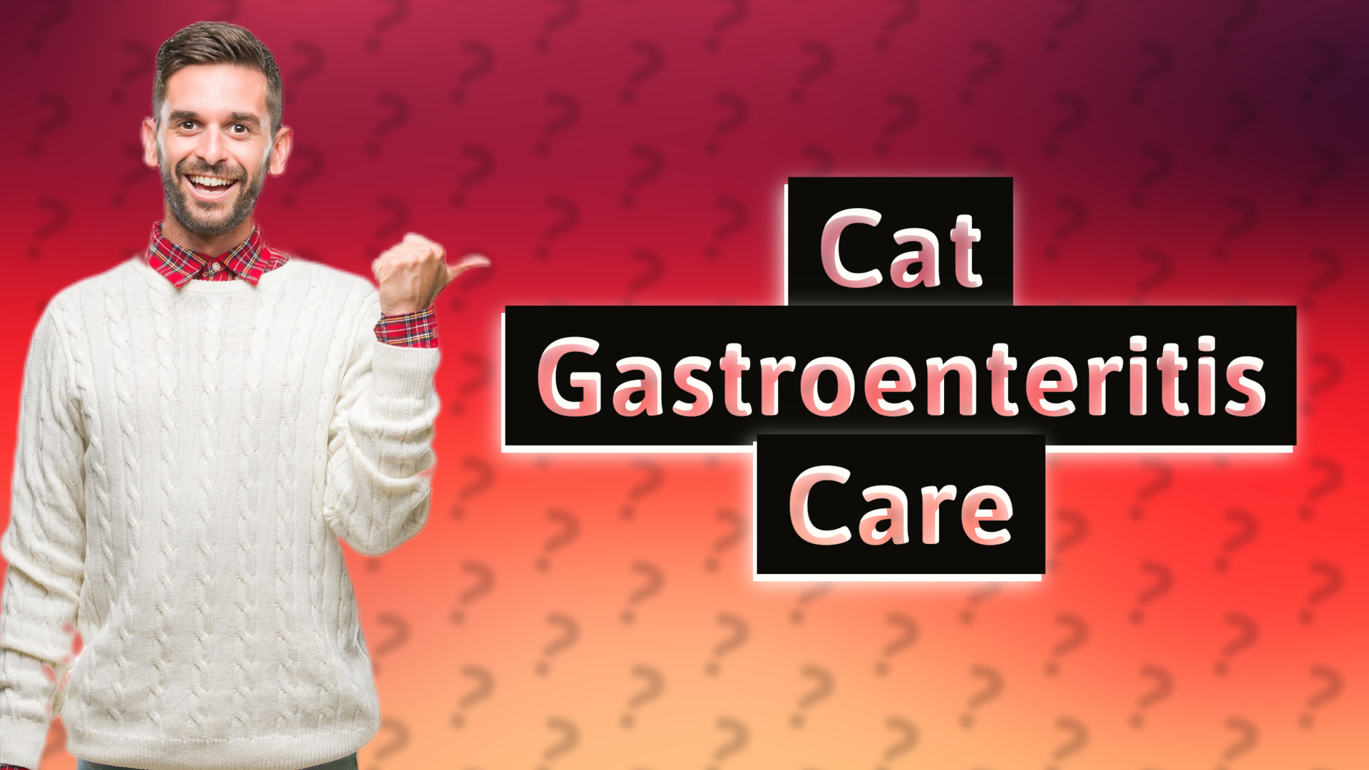 Cat Gastroenteritis Care