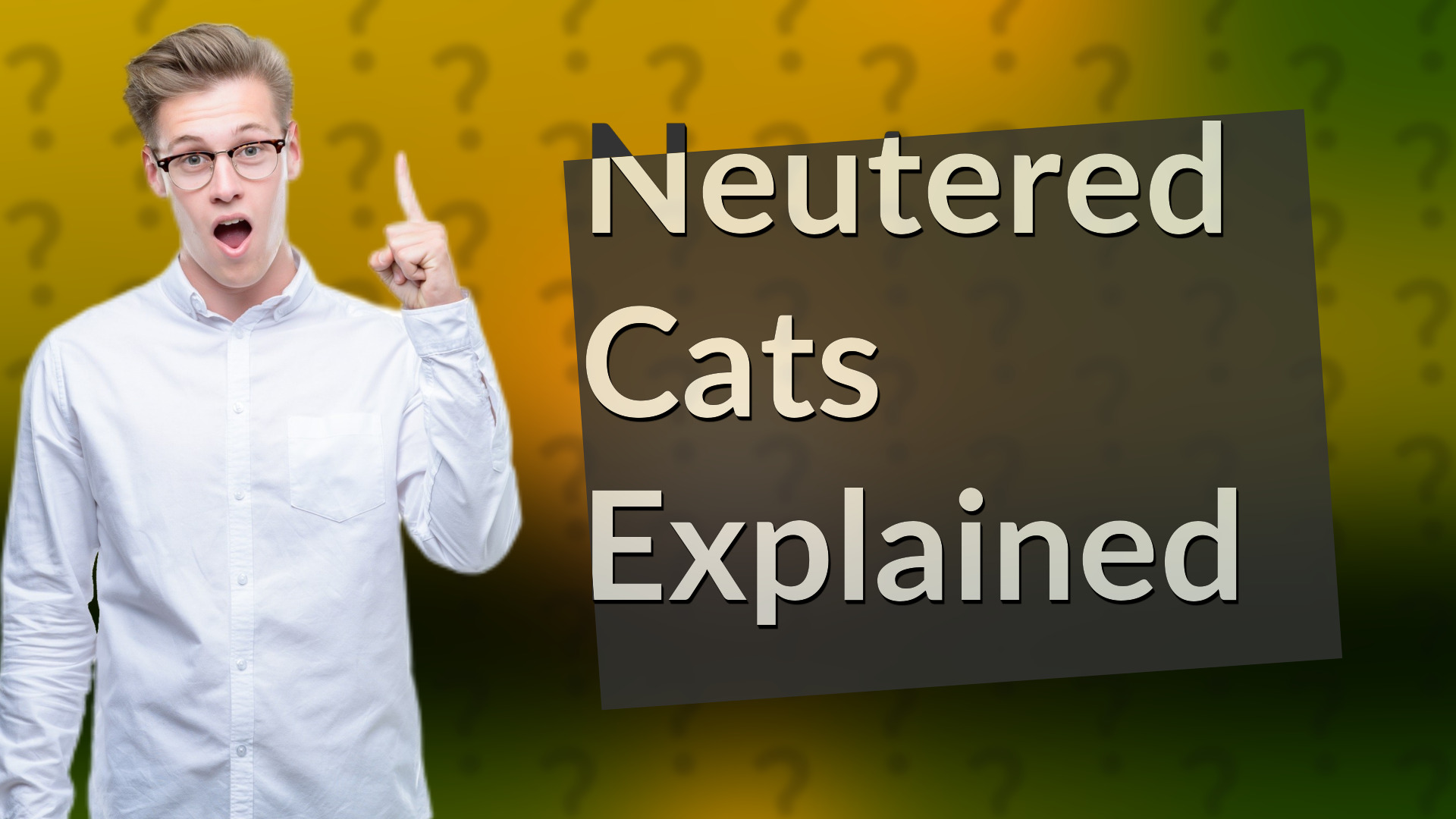 Neutered Cats Explained