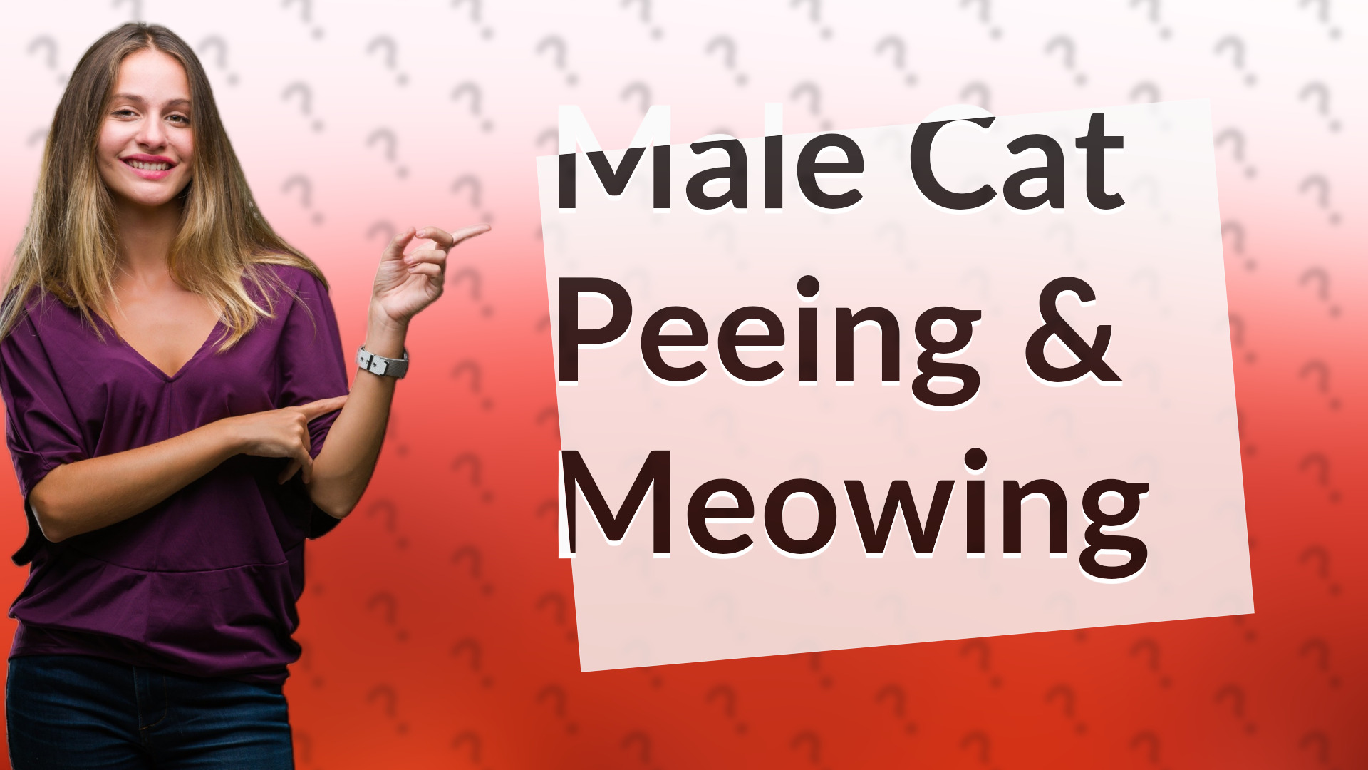Male Cat Peeing & Meowing