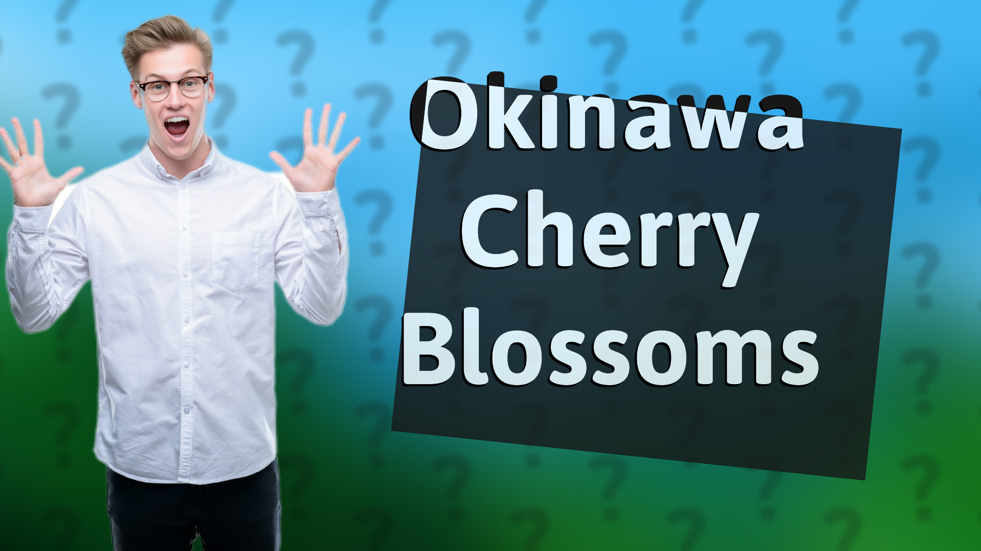 Okinawa Cherry Blossoms