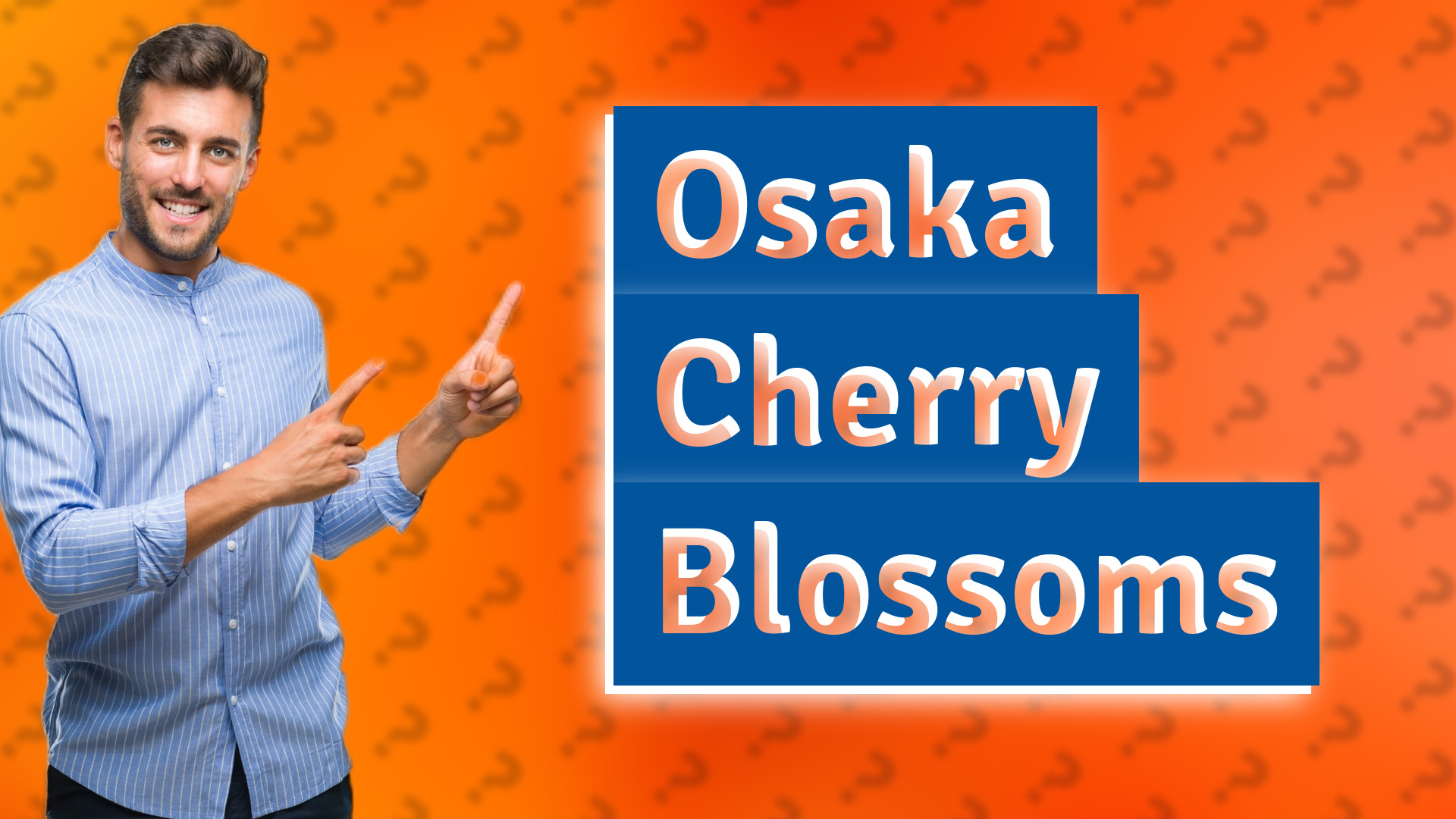 Osaka Cherry Blossoms