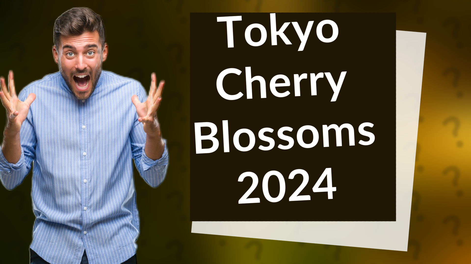 Tokyo Cherry Blossoms 2024
