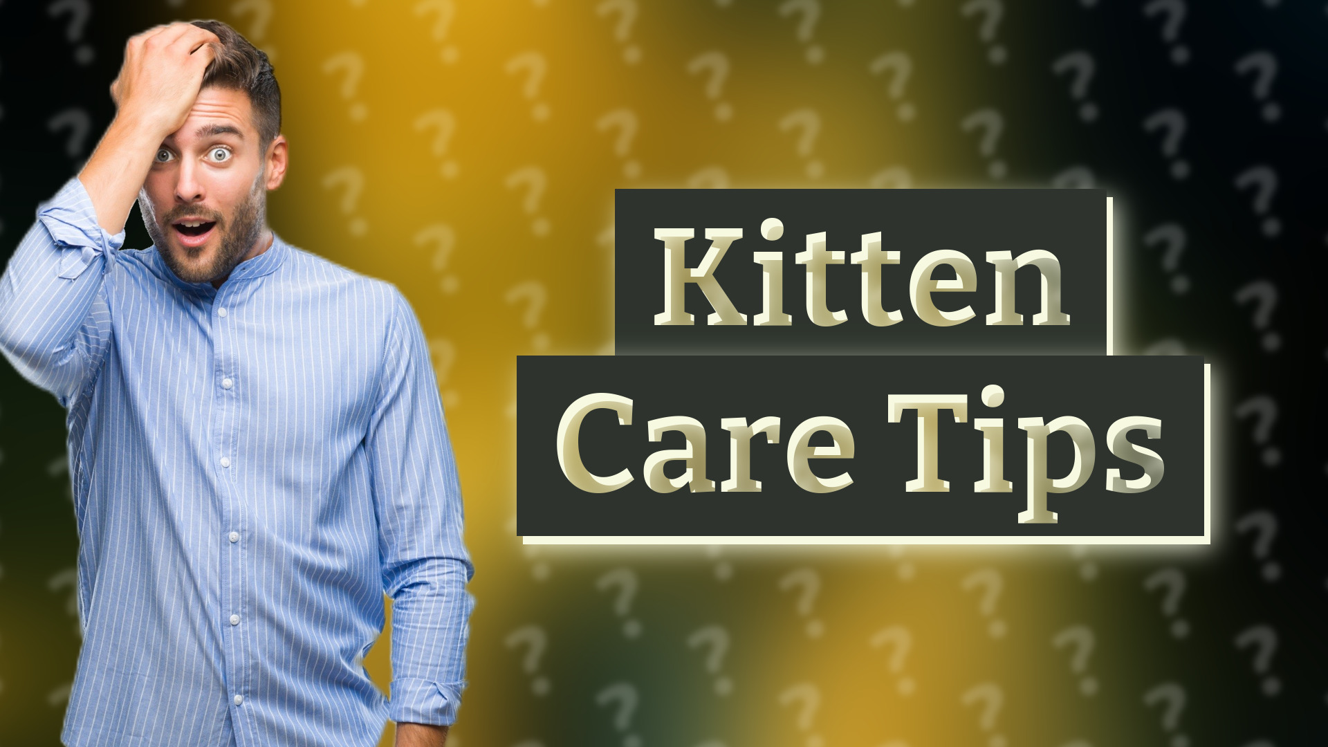 Kitten Care Tips