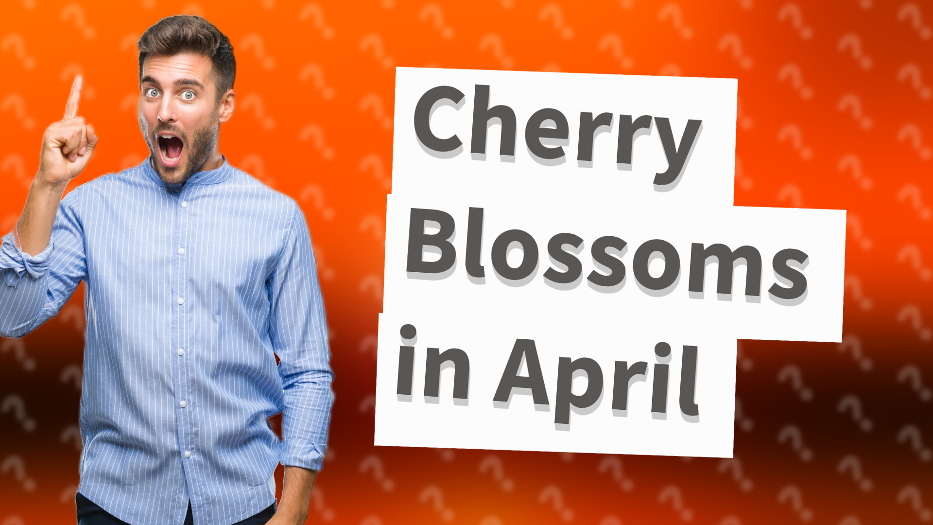 Cherry Blossoms in April