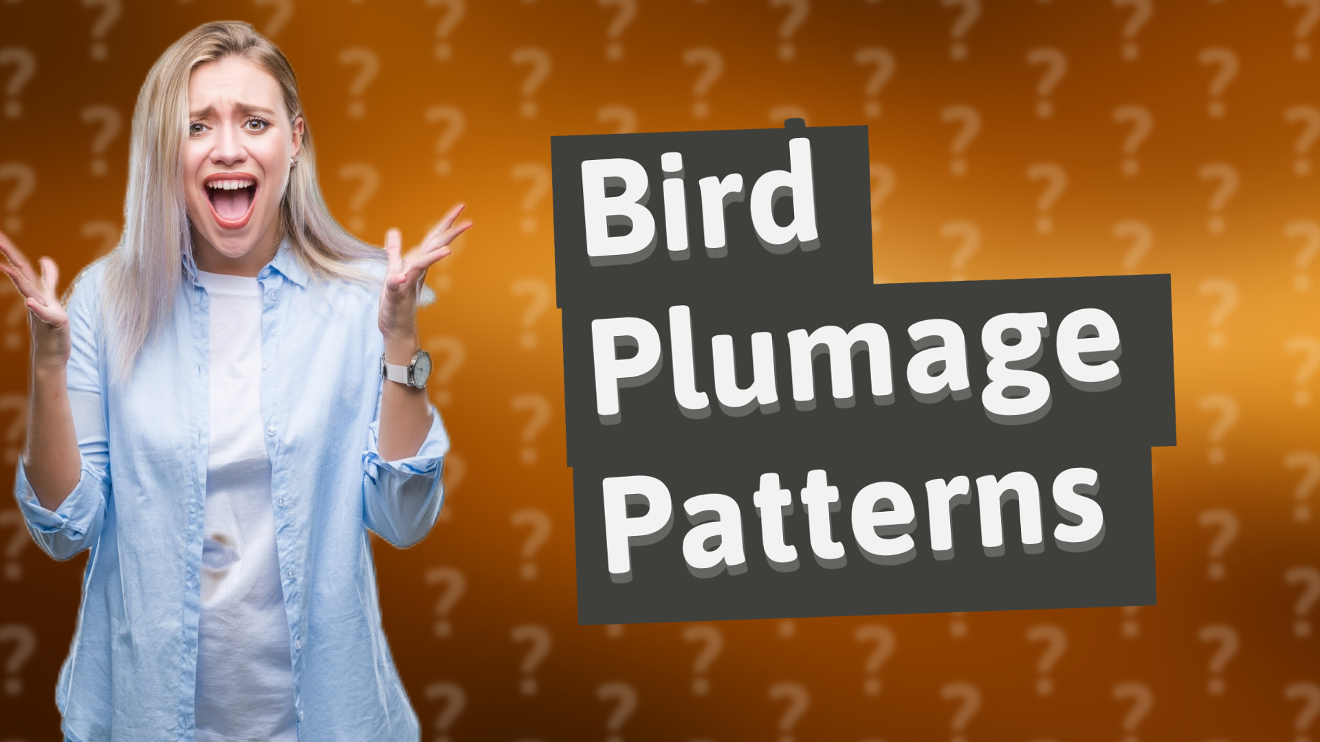 Bird Plumage Patterns