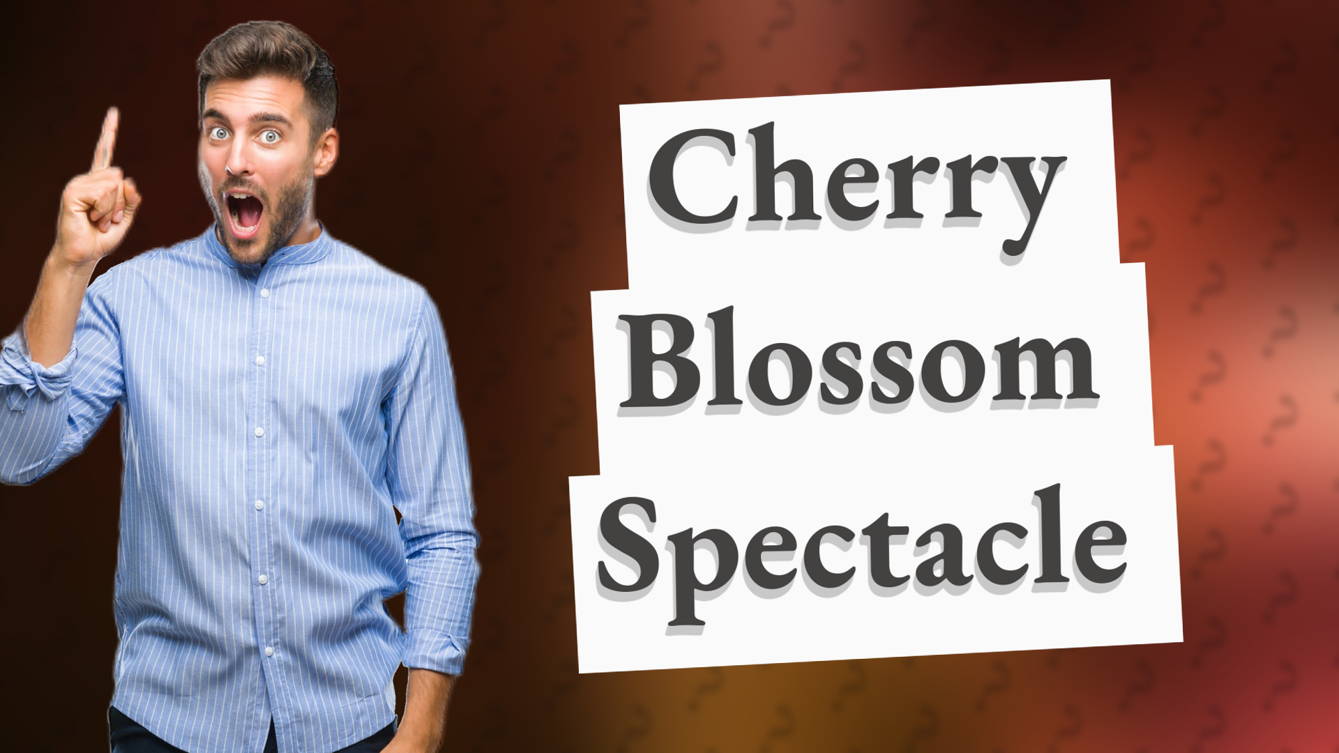 Cherry Blossom Spectacle