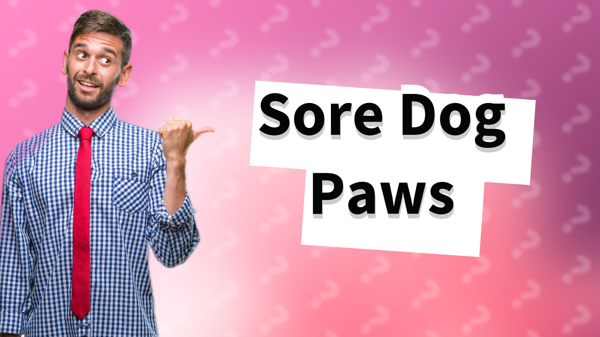 Sore Dog Paws