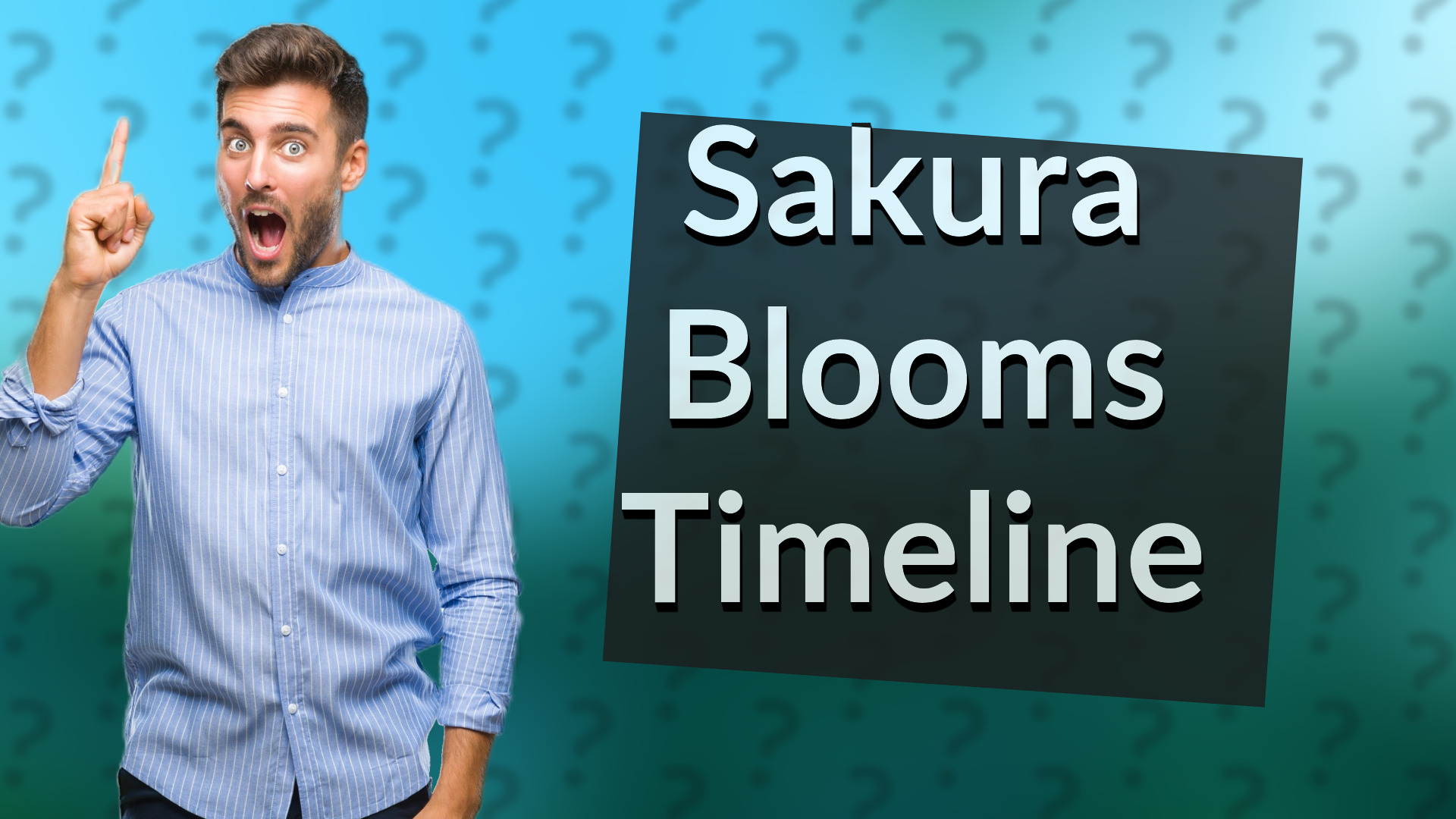 Sakura Blooms Timeline