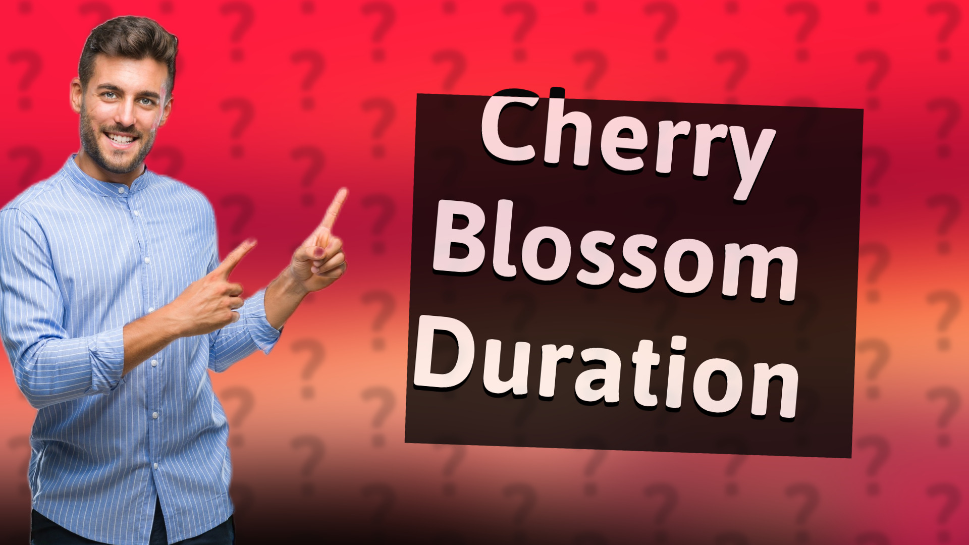 Cherry Blossom Duration