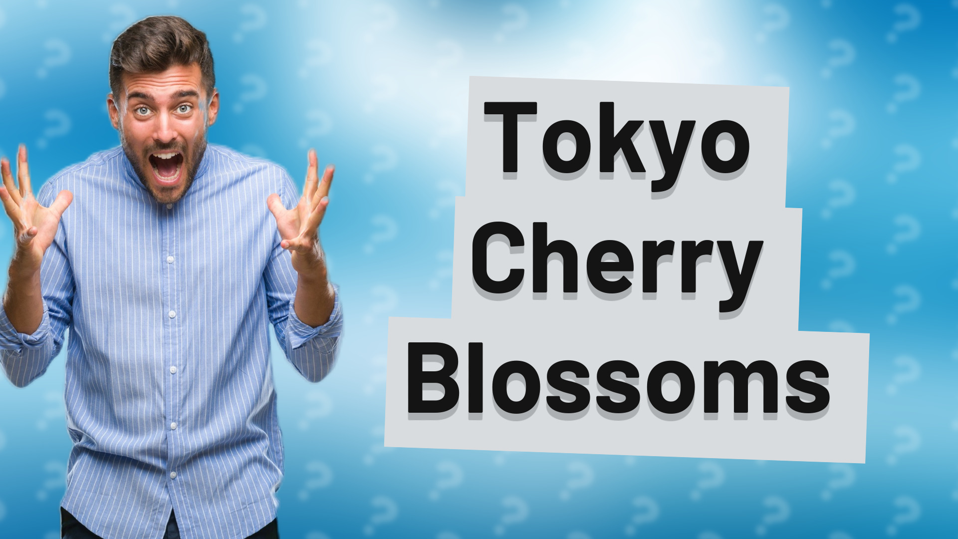 Tokyo Cherry Blossoms
