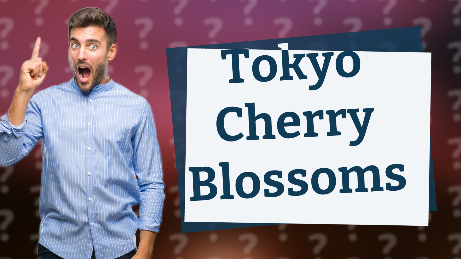 Tokyo Cherry Blossoms