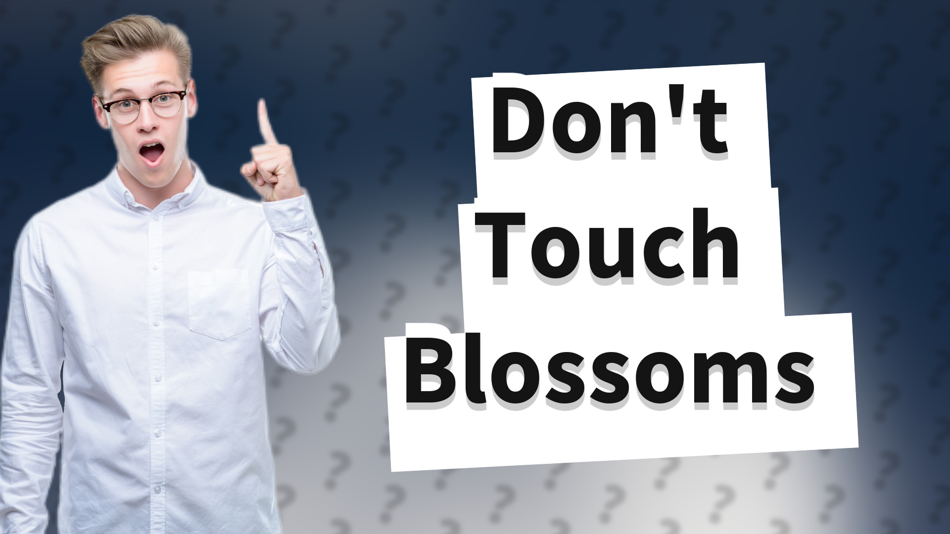 Don't Touch Blossoms