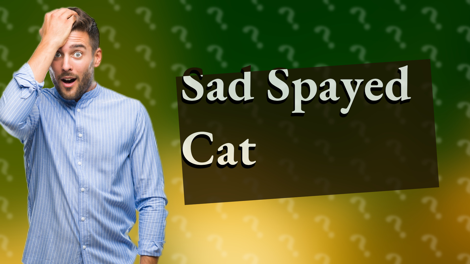 Sad Spayed Cat