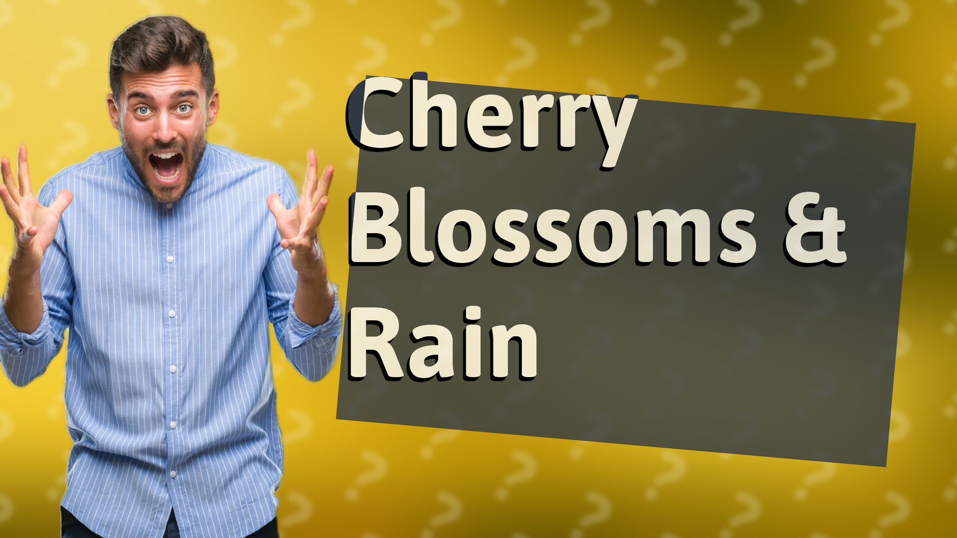 Cherry Blossoms & Rain