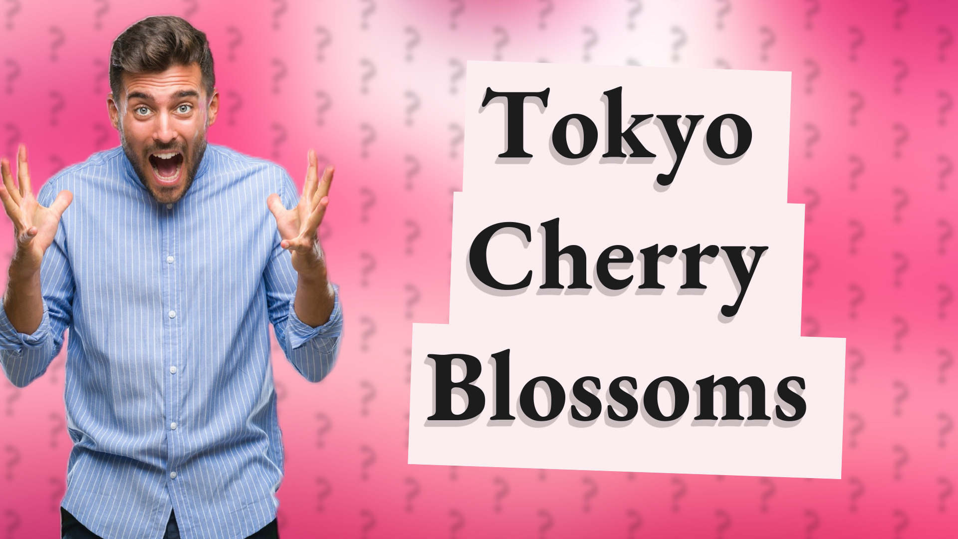 Tokyo Cherry Blossoms