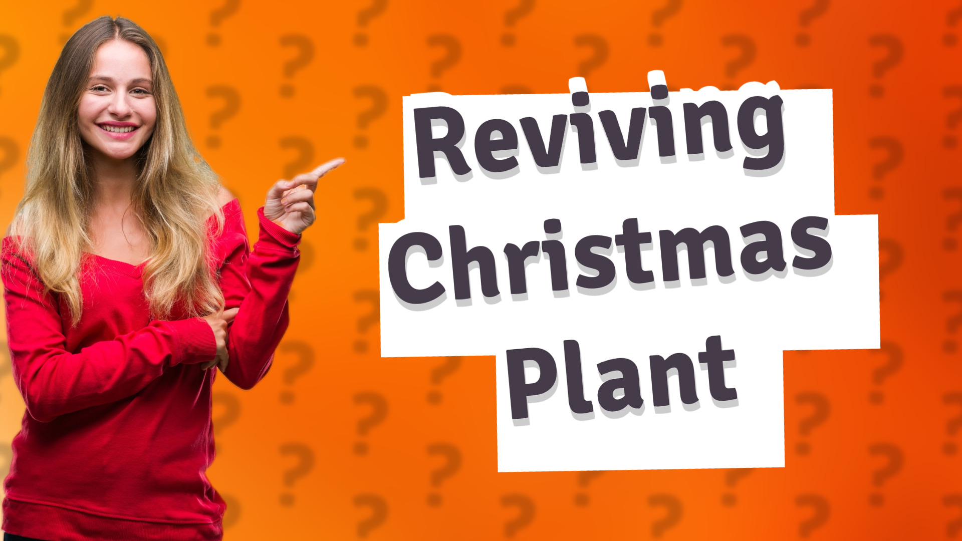 Reviving Christmas Plant