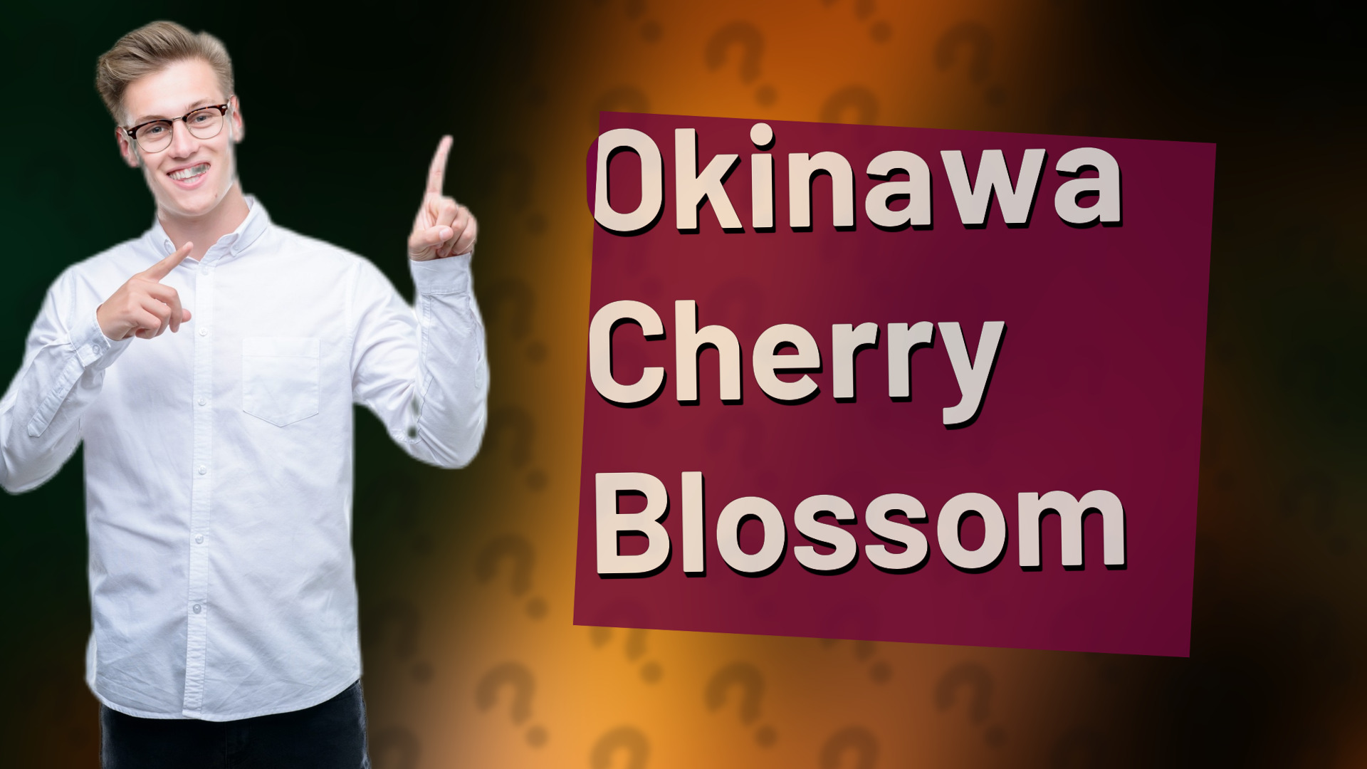 Okinawa Cherry Blossom