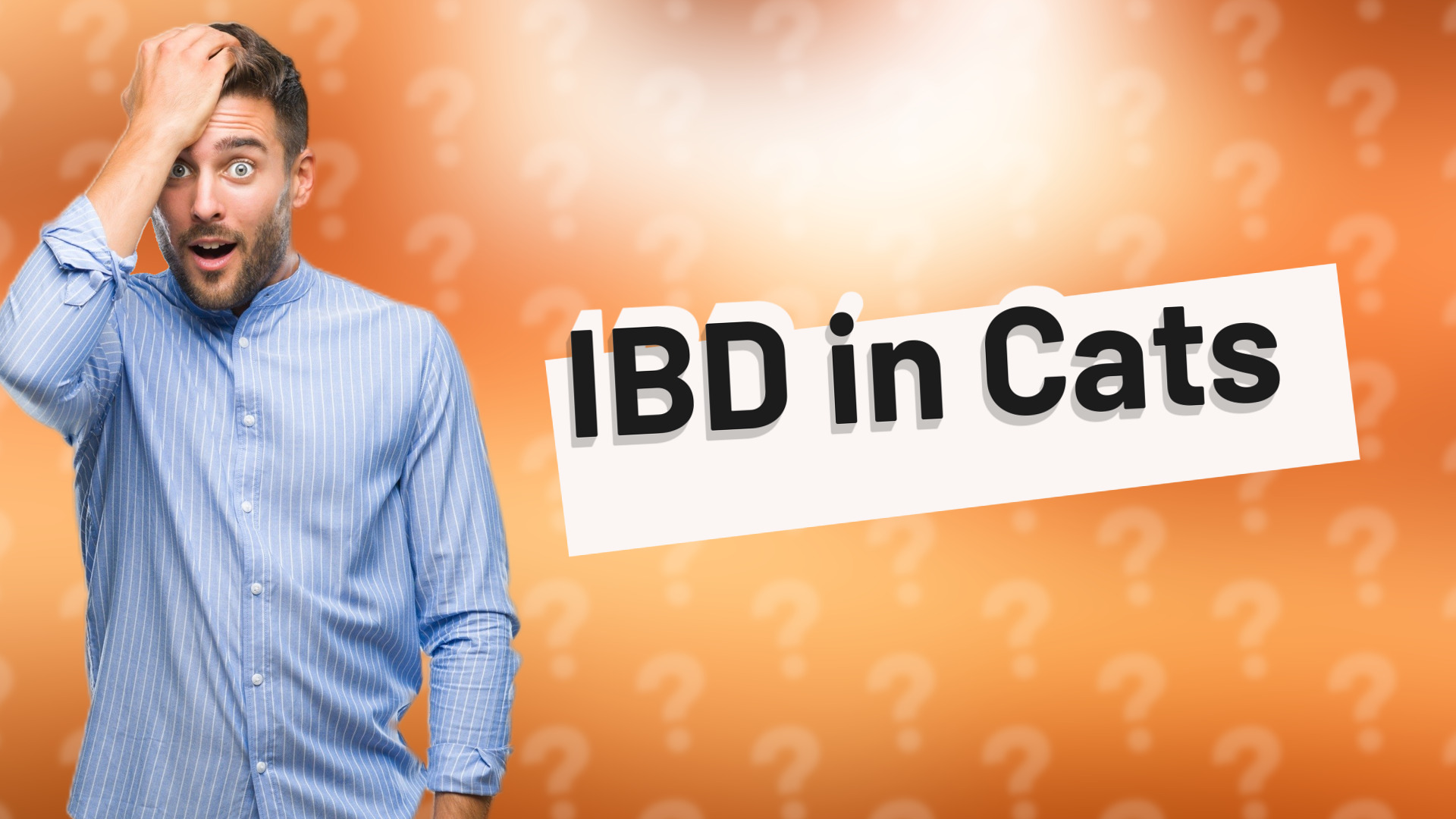 IBD in Cats
