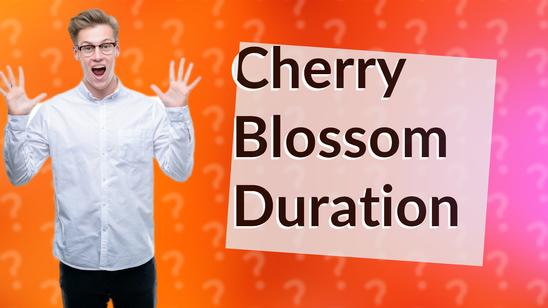 Cherry Blossom Duration