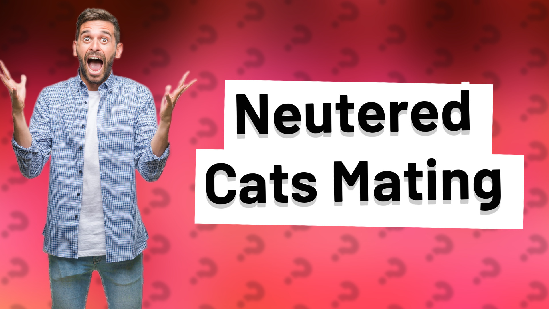 Neutered Cats Mating